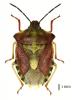 Carpocoris purpureipennis